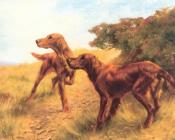 托马斯 布林克斯 : Irish Setters